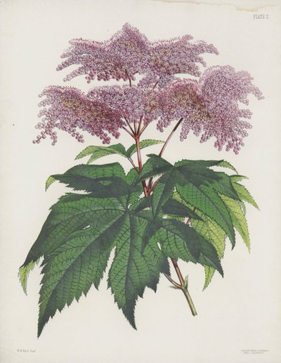 La Spiraea à feuilles palmées, Spiraea Palmata - English School